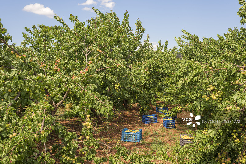 希腊米利都附近的杏子丰收图片素材