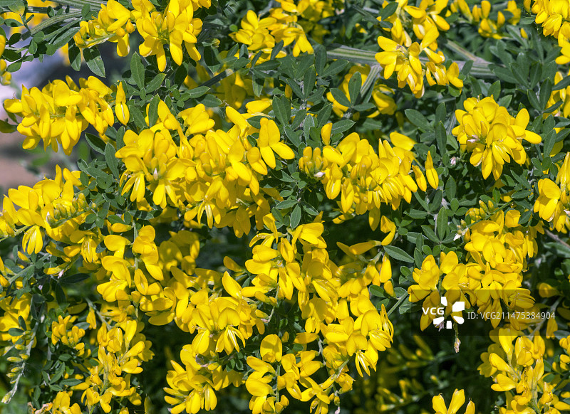 开花的金雀花（Porlock）图片素材