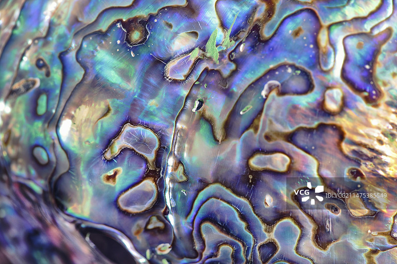 彩虹鲍鱼壳微距摄影图片素材