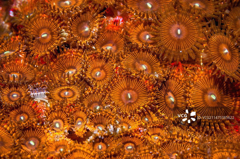 千手珊瑚海葵，印度尼西亚图片素材