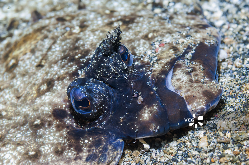 印度尼西亚豹鲆的眼睛图片素材