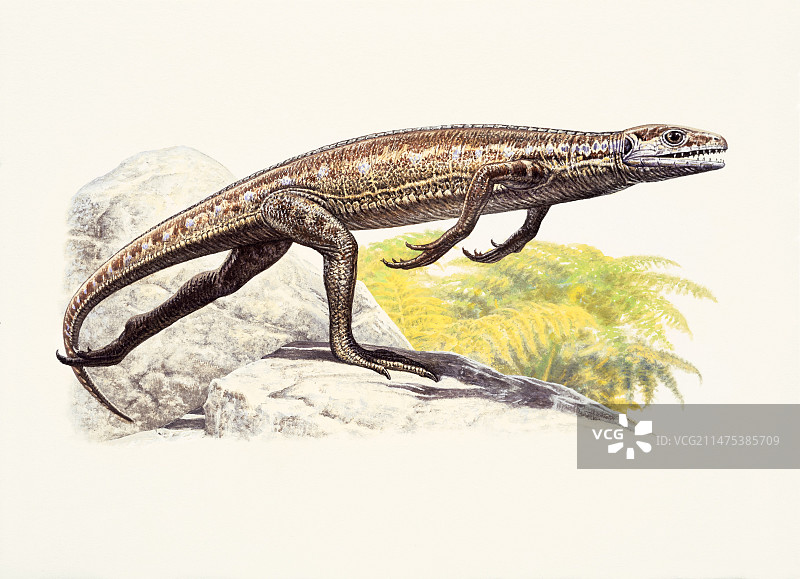 水龙兽插图图片素材