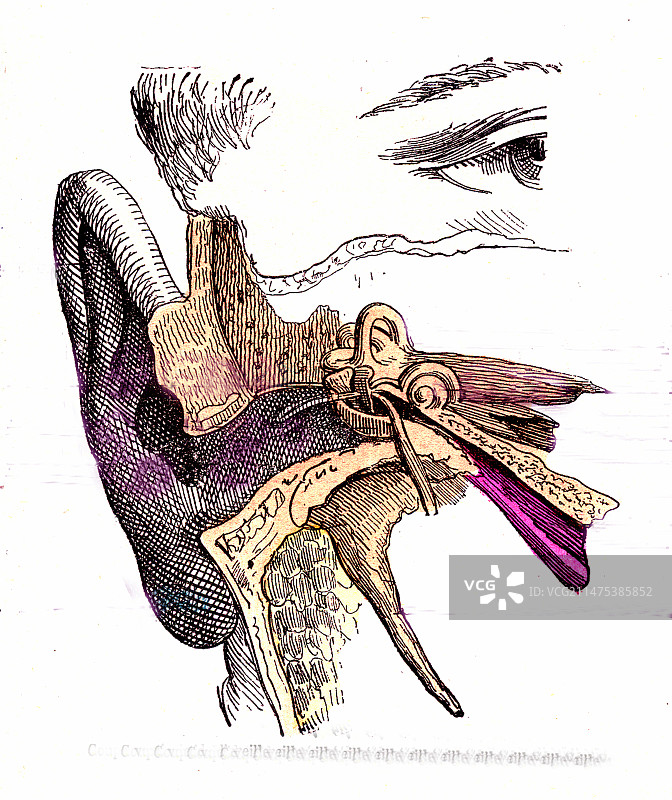 19世纪人听觉系统插图图片素材