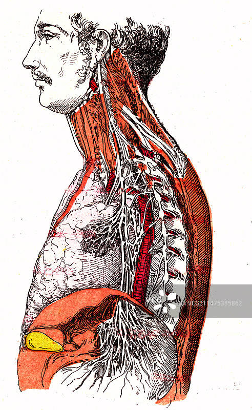 交感神经系统，19世纪插画图片素材