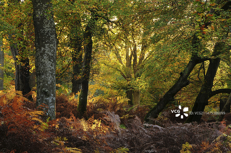 英国新森林图片素材