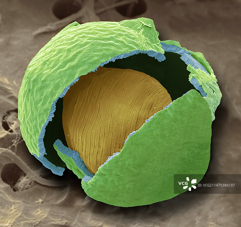 眼虫孢子，扫描电镜图片素材