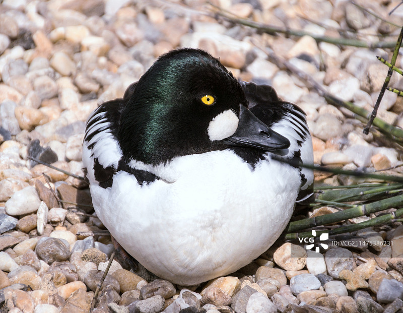 处于繁殖羽的金眼鸭图片素材