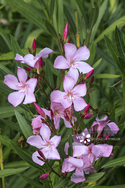 夹竹桃（粉红喜悦）图片素材