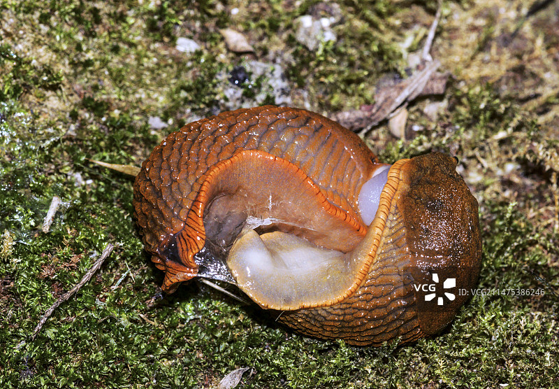 交配中的欧洲红蛞蝓图片素材