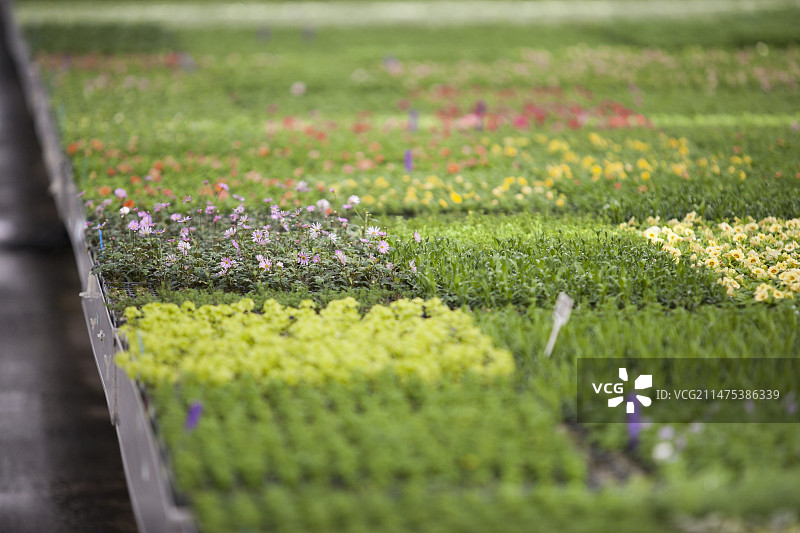 苏格兰花卉生产图片素材