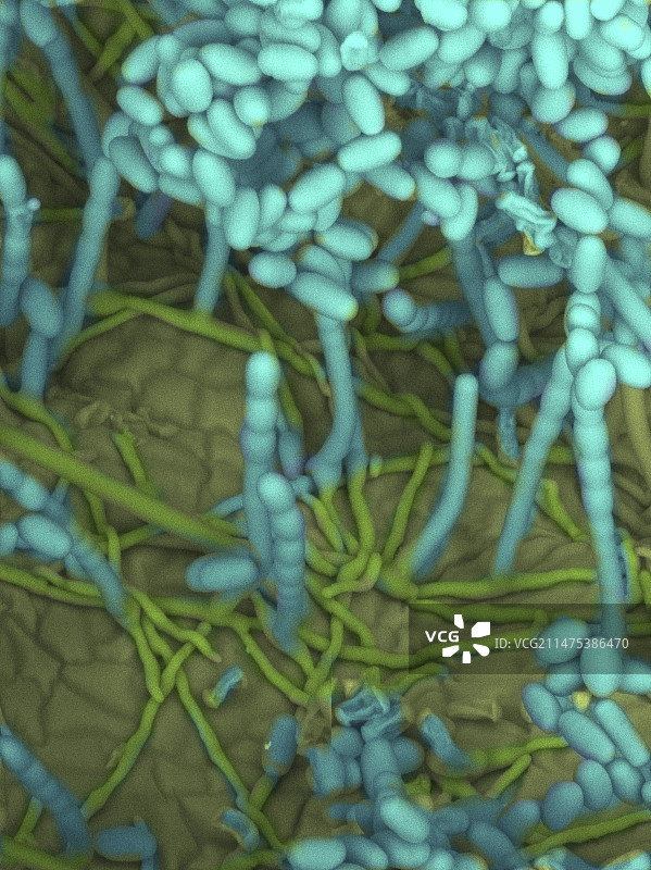 玫瑰白粉病扫描电镜图图片素材