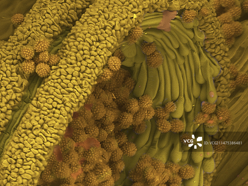 千里光属植物扫描电镜图图片素材