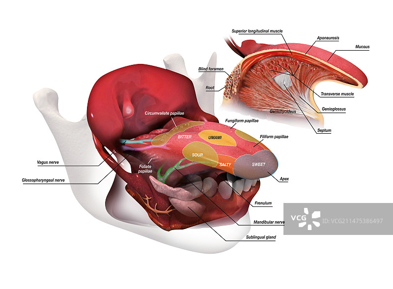 舌头解剖结构插图图片素材