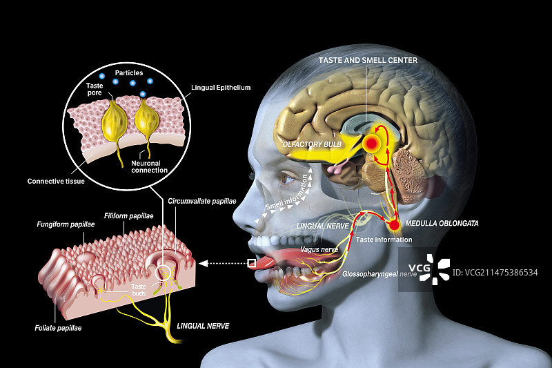 味觉和嗅觉生理机制图示图片素材