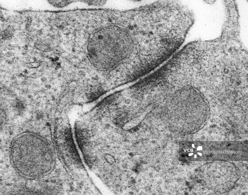 上皮细胞粘着带TEM图片素材