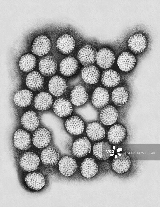 轮状病毒，透射电子显微镜图片素材