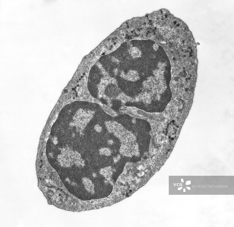 人类嗜中性粒细胞的TEM图像图片素材
