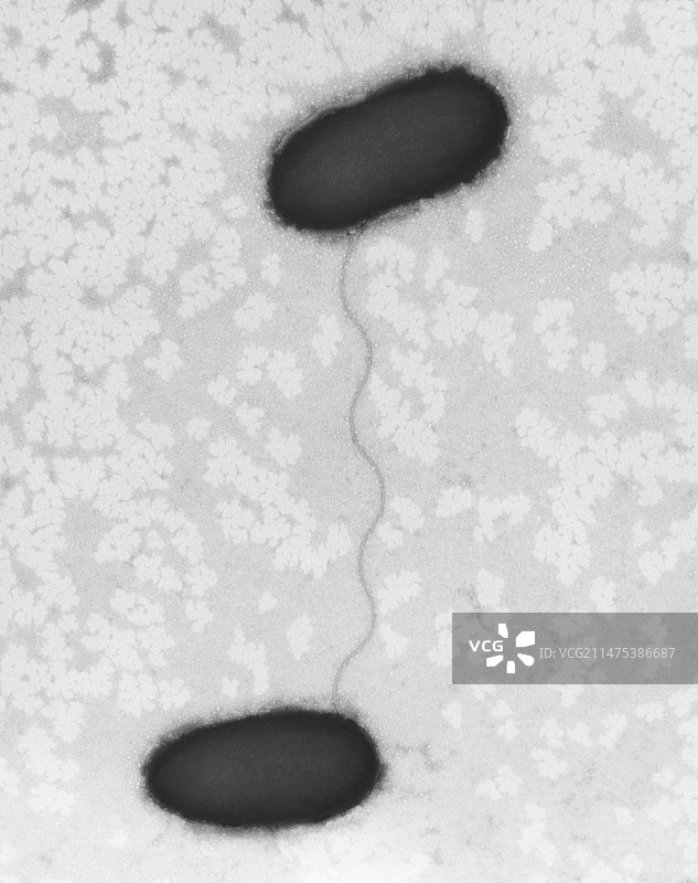 大肠杆菌结合，TEM图片素材