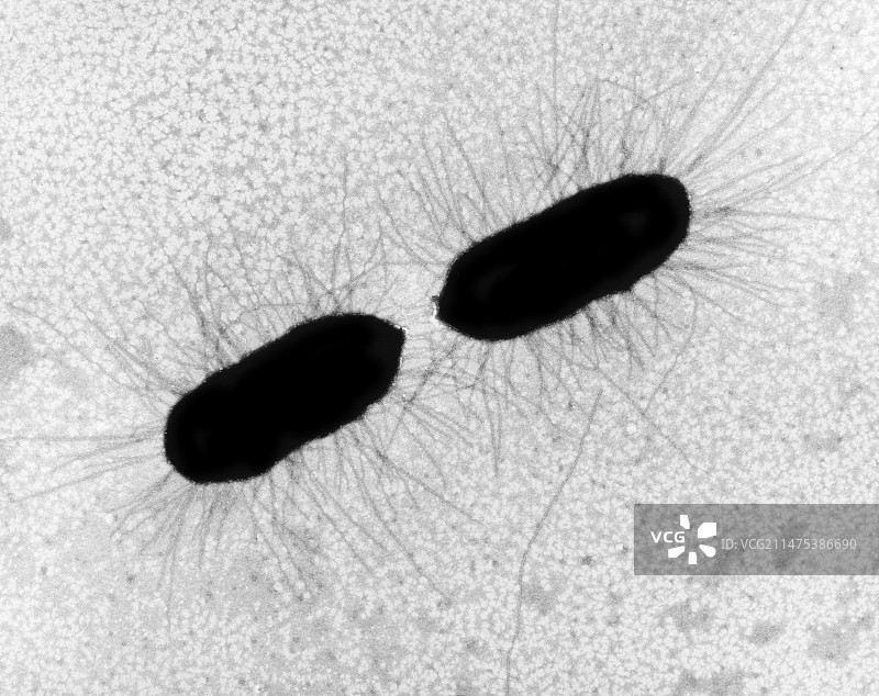 大肠杆菌，杆状原核生物，分裂，透射电镜图片素材