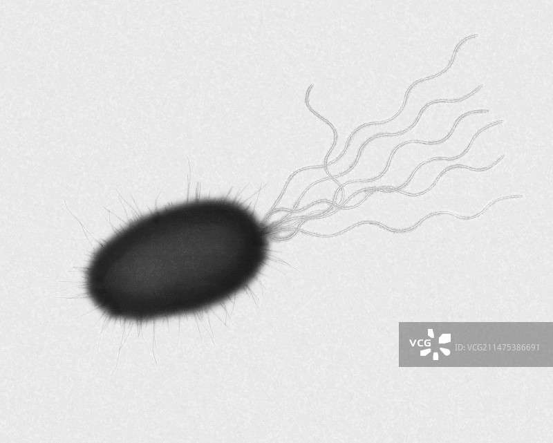 假单胞菌属细菌，透射电子显微镜图片素材