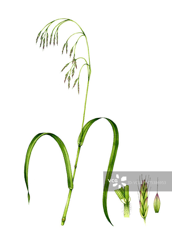 开花的毛草图示图片素材