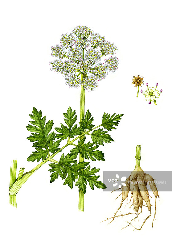 毒芹水毛茛插图图片素材