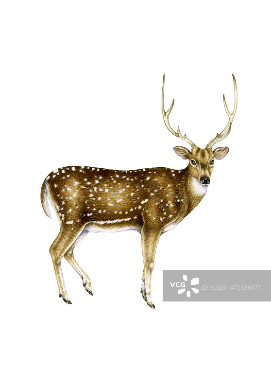 轴鹿插图图片素材