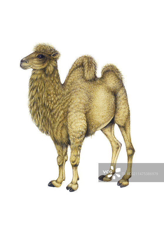 双峰骆驼插图图片素材