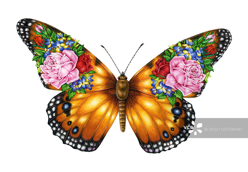 蝴蝶花束插画图片素材