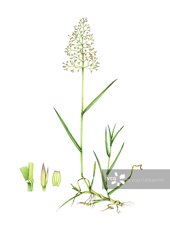 细弱剪股颖插画图片素材