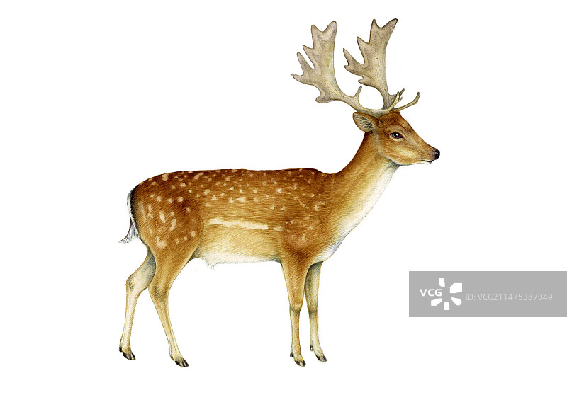 梅花鹿插画图片素材