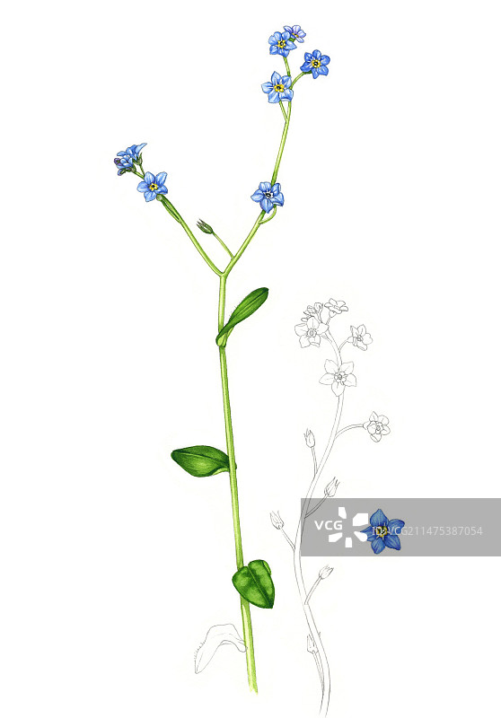 开花的勿忘我（Myosotis arvenis）插画图片素材
