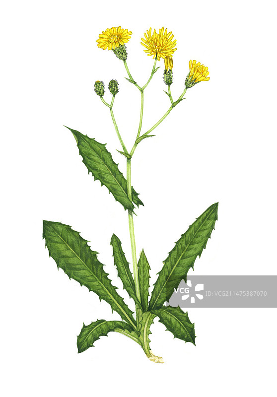 花朵中的沼泽山薄, 插图图片素材