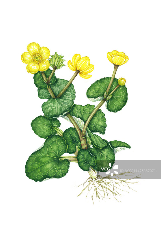 盛开的沼泽金盏花（Caltha palustris）插图图片素材