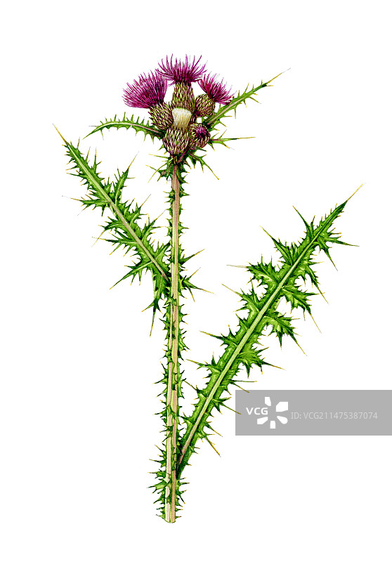 开花的沼泽蓟（Cirsium palustre）插图图片素材