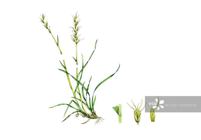 草甸燕麦草插画图片素材