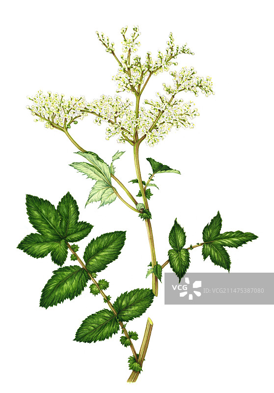 花中的绣线菊(Filipendula ulmaria)，插图图片素材