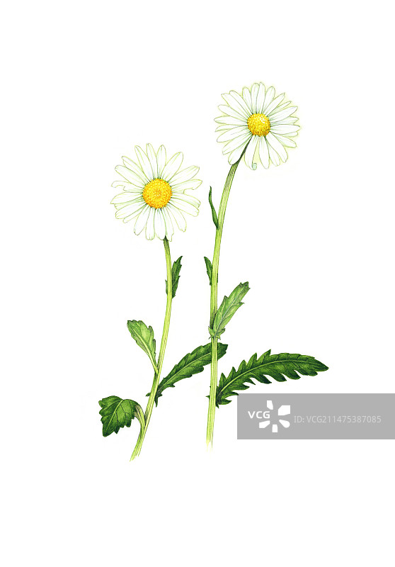 盛开的牛眼菊插画图片素材