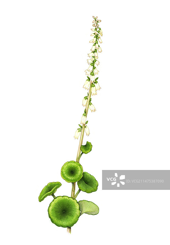 开花的脐叶草插图图片素材