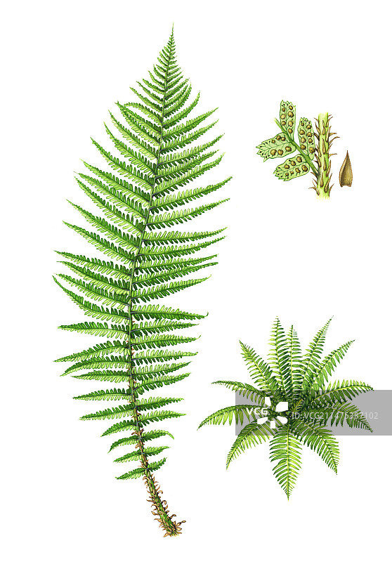 鳞状雄性蕨类植物插图图片素材