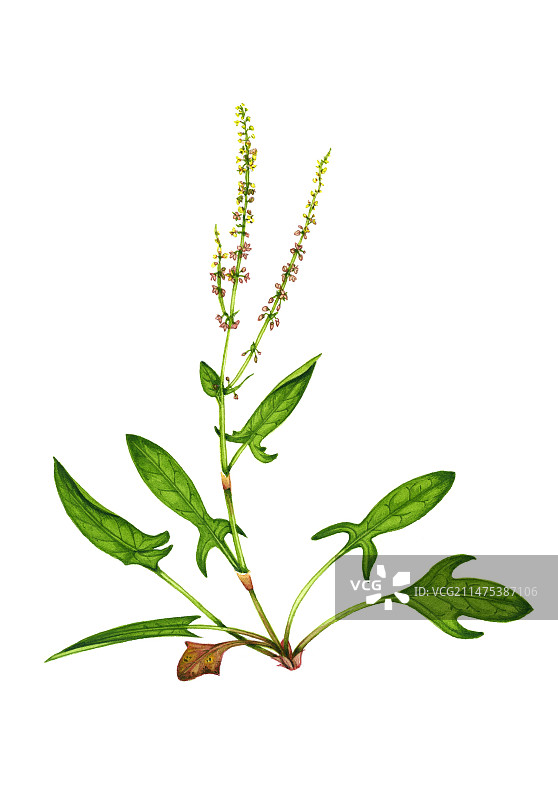 开花状态的田野酢浆草（Rumex acetosella）插图图片素材
