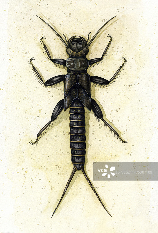 襀翅目幼虫插图图片素材