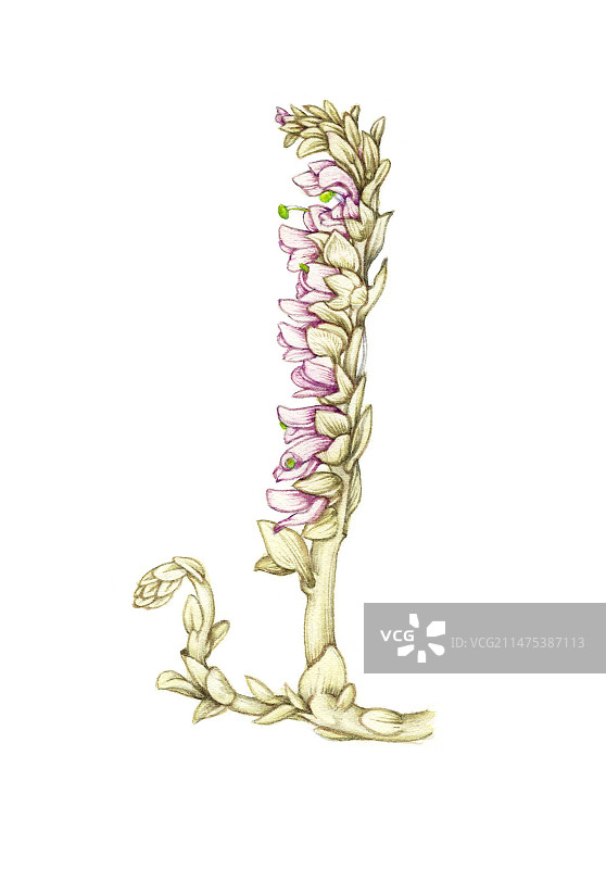 齿根草（Lathraea squamaria）在开花，插图图片素材