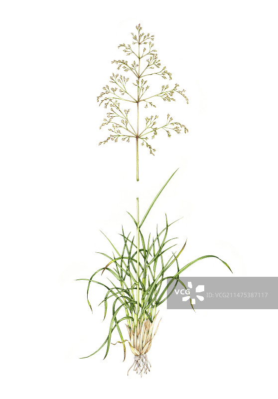 簇绒发草插画图片素材