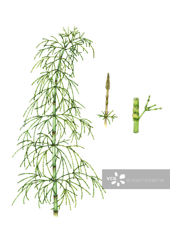 木贼（Equisetum sylvaticum）插图图片素材