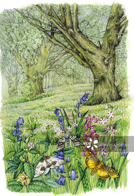 林地插画图片素材