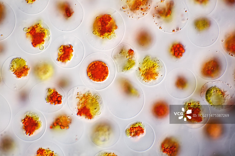 球形红ococcus藻类显微照片图片素材