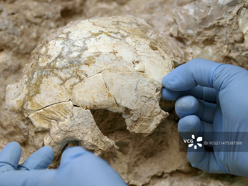 人科动物头骨化石（阿罗埃拉 3）图片素材