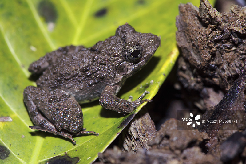 苏拉威西蟾蜍图片素材