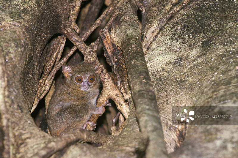 眼镜猴图片素材